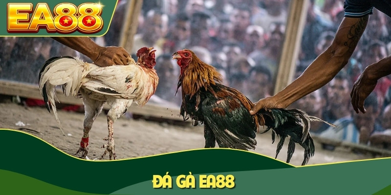 Đá gà EA88