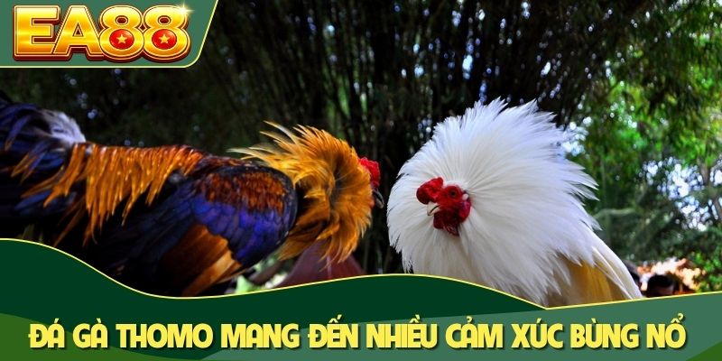 Đá gà Thomo mang đến nhiều cảm xúc bùng nổ Đá gà Thomo mang đến nhiều cảm xúc bùng nổ