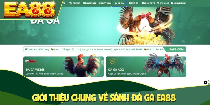 Giới thiệu chung về sảnh đá gà EA88