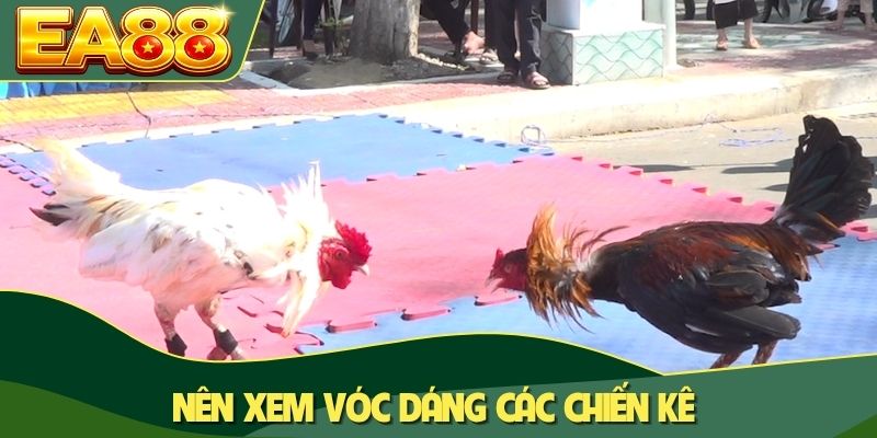 Nên xem vóc dáng các chiến kê Nên xem vóc dáng các chiến kê