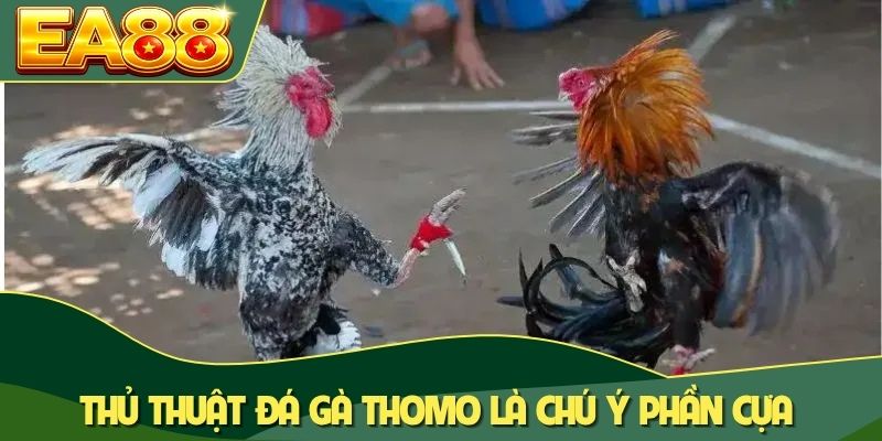 Thủ thuật đá gà Thomo là chú ý phần cựa Thủ thuật đá gà Thomo là chú ý phần cựa
